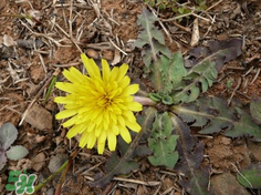 婆婆丁治疗血压高吗,婆婆丁降血压吗