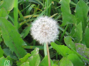 新鲜婆婆丁如何保存,婆婆丁怎样保存冬天吃