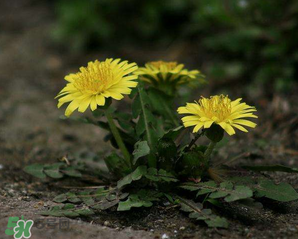 婆婆丁怎么吃效果最好,婆婆丁根吃法大全