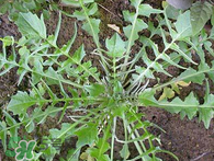 婆婆丁吃多了有坏处吗,婆婆丁吃多了有什么副作用