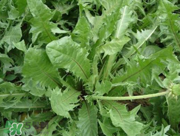 婆婆丁不能和什么一起食用,婆婆丁和什么食物相克