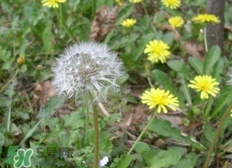 婆婆丁的功效和作用,婆婆丁的功效和作用什么人不能吃 婆婆丁的功效和作用,婆婆丁的功效和作用什么人不能吃