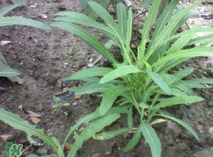 婆婆丁炒鸡蛋的做法,婆婆丁炒鸡蛋的功效和作用