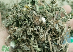 蒲公英是婆婆丁吗 蒲公英和婆婆丁的区别,丁婆婆和蒲公英不一样吗