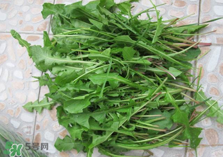 婆婆丁根泡水喝的功效和副作用,喝婆婆丁根水有什么副作用