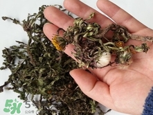 蒲公英根能泡酒吗?怎么泡?,蒲公英根泡酒的功效作用以及制作方法