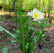 婆婆丁包饺子馅怎么做,婆婆丁和鸡蛋能包饺子吃吗
