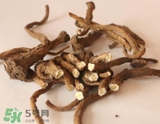 蒲公英根对癌症有治疗作用吗,蒲公英的根可以抗癌症晚期吗 蒲公英根对癌症有治疗作用吗,蒲公英的根可以抗癌症晚期吗