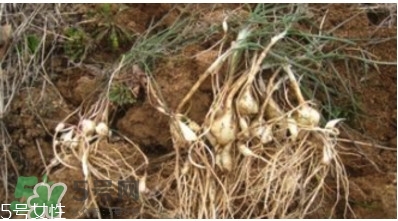 小根蒜的根能吃吗,大蒜的根能吃吗