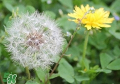 蒲公英花的作用和用途,蒲公英花有什么功效 蒲公英花的作用和用途,蒲公英花有什么功效