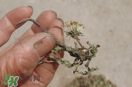 凉拌蒲公英的家常做法窍门,凉拌蒲公英怎么做好吃