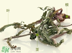 鲜蒲公英怎么保存好,新鲜的蒲公英怎么储藏