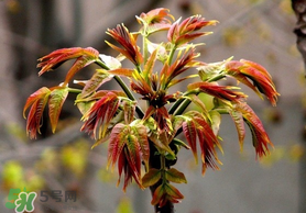 香椿和苦瓜能一起吃吗?,香椿和南瓜能一起吃吗 香椿和苦瓜能一起吃吗?,香椿和南瓜能一起吃吗