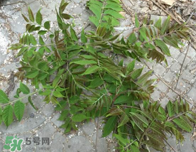 香椿长什么样子图片,香椿树长什么样