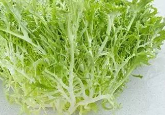 苦菊能和虾一起吃吗,苦菊和虾仁能一起吃吗