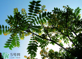 香椿时间长了还能吃吗,香椿长时间放冰箱里还可以吃吗