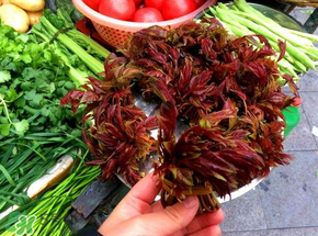 香椿跟什么不能一起吃,香椿和香菜可以同时吃吗