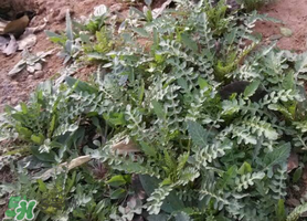 香椿和香菜可以同时吃吗,香椿和芹菜一样能同时吃吗