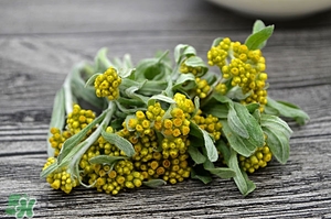 佛耳草怎么吃,佛耳草功效 佛耳草怎么吃,佛耳草功效