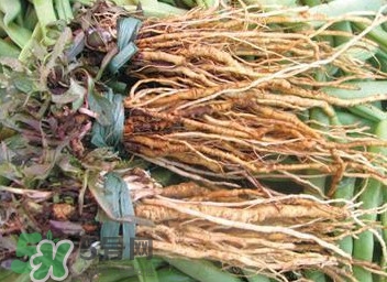 苦苣根哪里有卖,苦苣根图片
