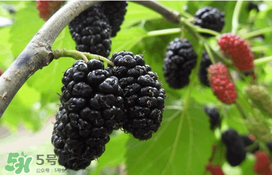 桑葚可以冷冻吗?桑葚能冷冻保存吗?,桑葚可以冷冻吗?