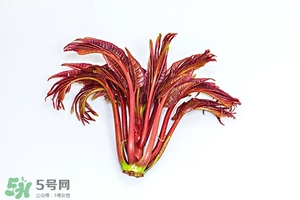香椿芽的功效,香椿叶的功效和作用 香椿叶泡水喝的功效