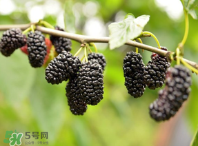 桑葚和菠萝能一起吃吗?,菠萝蜜和桑葚可以一起吃吗