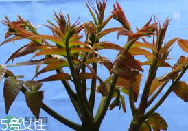 香椿癌症病人能吃吗?,癌症病人可以吃香椿吗 香椿癌症病人能吃吗?,癌症病人可以吃香椿吗