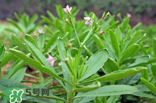 人参菜的功效和作用,人参菜的功效和作用及食用方法