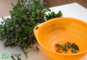 吃枸杞叶会过敏吗,过敏能吃枸杞叶吗