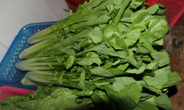 吃枸杞叶有什么好处和坏处,吃枸杞叶有什么好处?