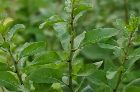 瘦肉枸杞叶孕妇能吃吗,枸杞叶孕妇能吃吗