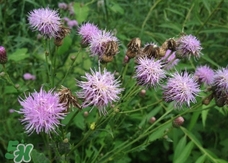 刺儿菜怎么吃最好吃,刺儿菜的吃法有几种