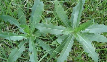 刺儿菜能吃吗?,刺儿菜能吃吗吃了有什么作用