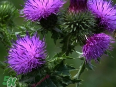 刺儿菜怎么吃法,刺儿菜图片功效和作用 食用方法