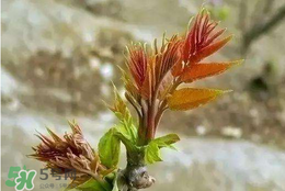 香椿可以泡水喝吗,香椿种子泡水喝有副作用吗