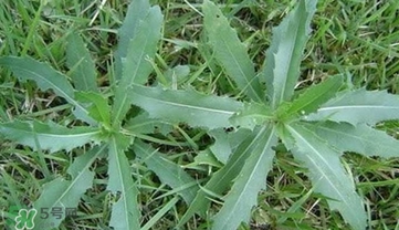 刺菜煮水喝有什么作用和功效,刺刺菜煮水喝什么作用