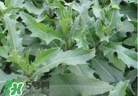 刺儿菜的吃法和功效,刺儿菜有什么功效