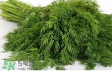 茴香苗的好处,吃茴香苗有什么好处和坏处