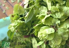 晒干的榆钱怎么吃,干榆钱怎么吃有什么用