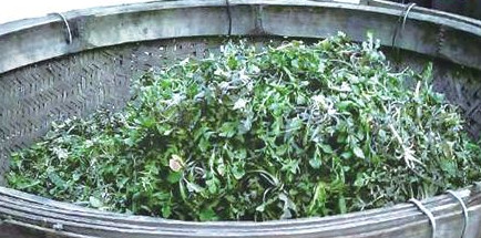 榆钱怎么存放时间长,榆钱怎么存放啊