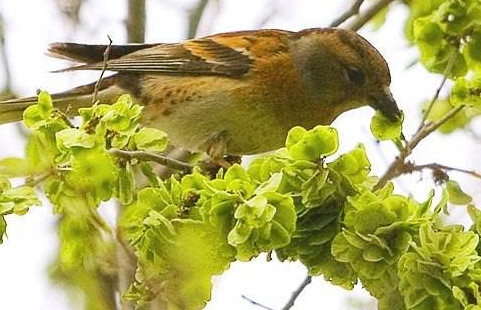 榆钱是酸性还是碱性食物,甘蔗是酸性还是碱性