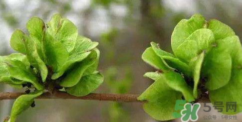 榆钱是榆树的什么部位,榆钱是榆树的什么