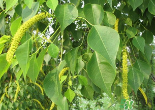 构树穗的营养价值构树穗有什么营养价值?|中药材网,构树穗的功效和作用怎么使用 构树穗的营养价值构树穗有什么营养价值?|中药材网,构树穗的功效和作用怎么使用