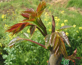 高血压能吃香椿吗?,高血压能吃香椿吗青山什么反应