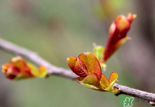 小狗能吃香椿吗?,狗狗能吃香椿吗