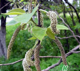 构树穗的功效和作用怎么使用,什么是构树有什么用途 构树穗的功效和作用怎么使用,什么是构树有什么用途