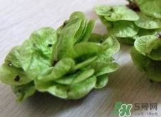 榆钱的做法,蒸榆钱的做法窍门