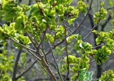 榆黄蘑为什么要焯水