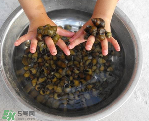 田螺可以冷冻保存吗,田螺可以放冰箱冷冻吗